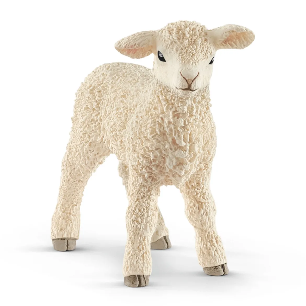 Agneau (Bundle)