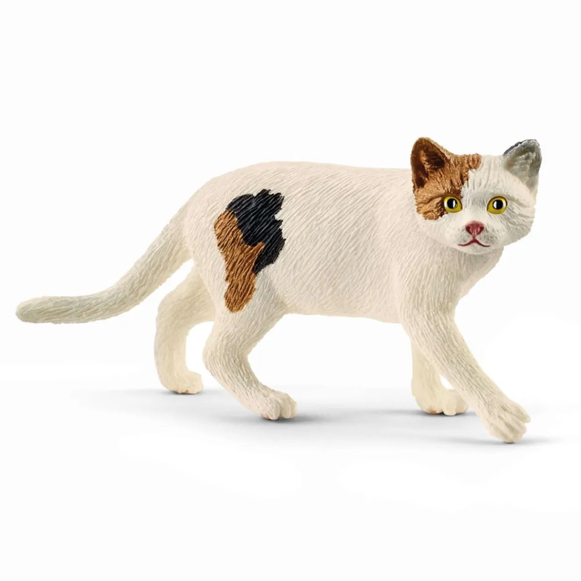 American shorthair