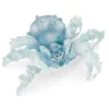 Araignée de glace