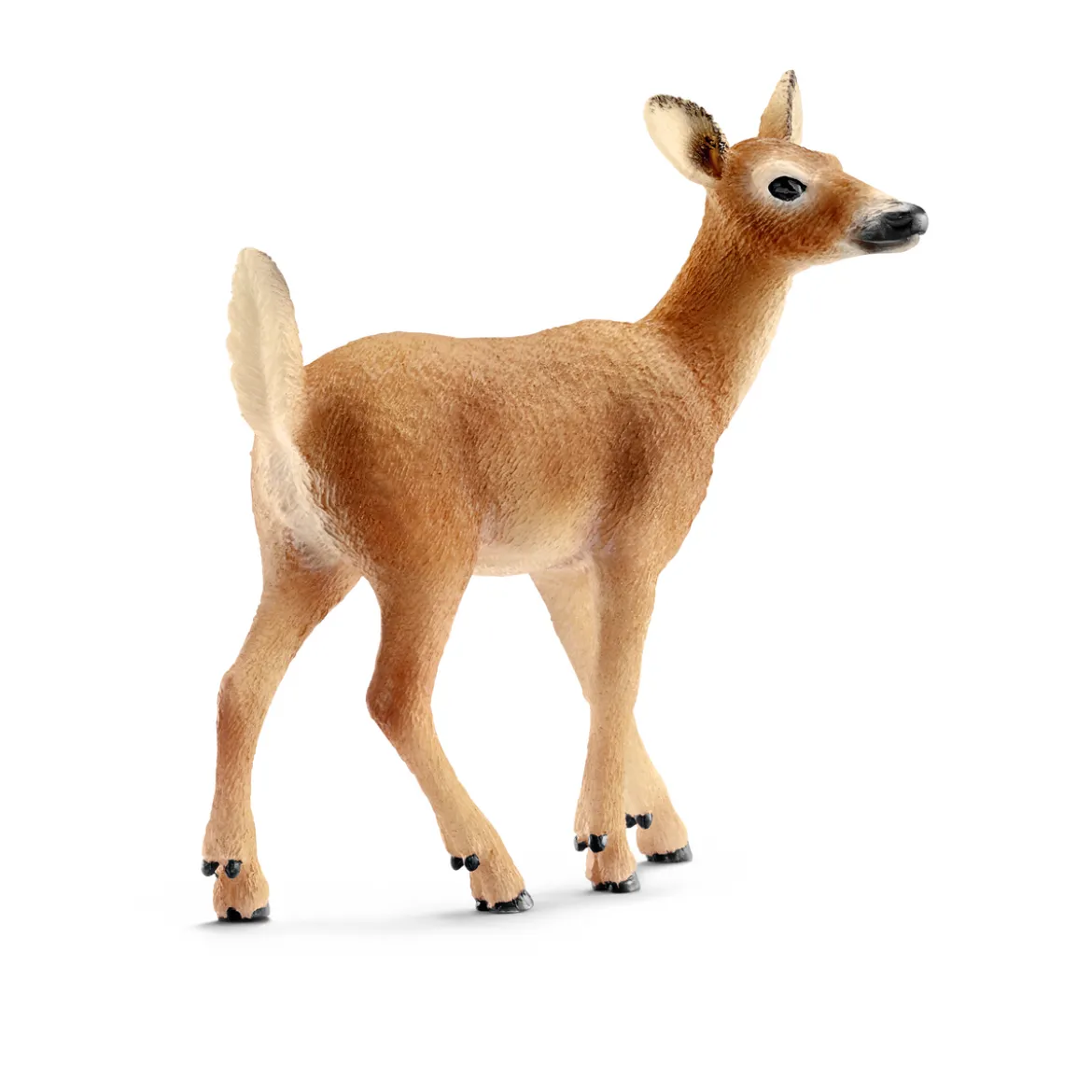 Biche de Virginie