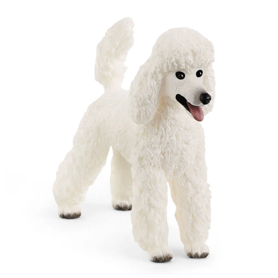 Caniche