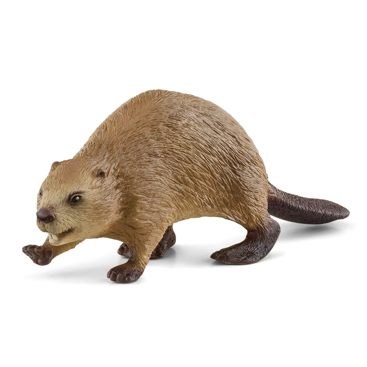 Castor