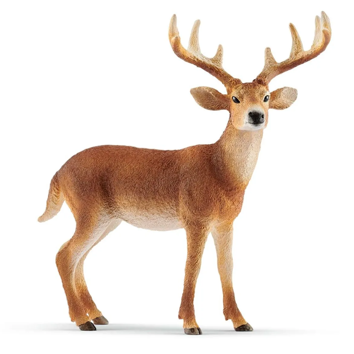 Cerf de Virginie
