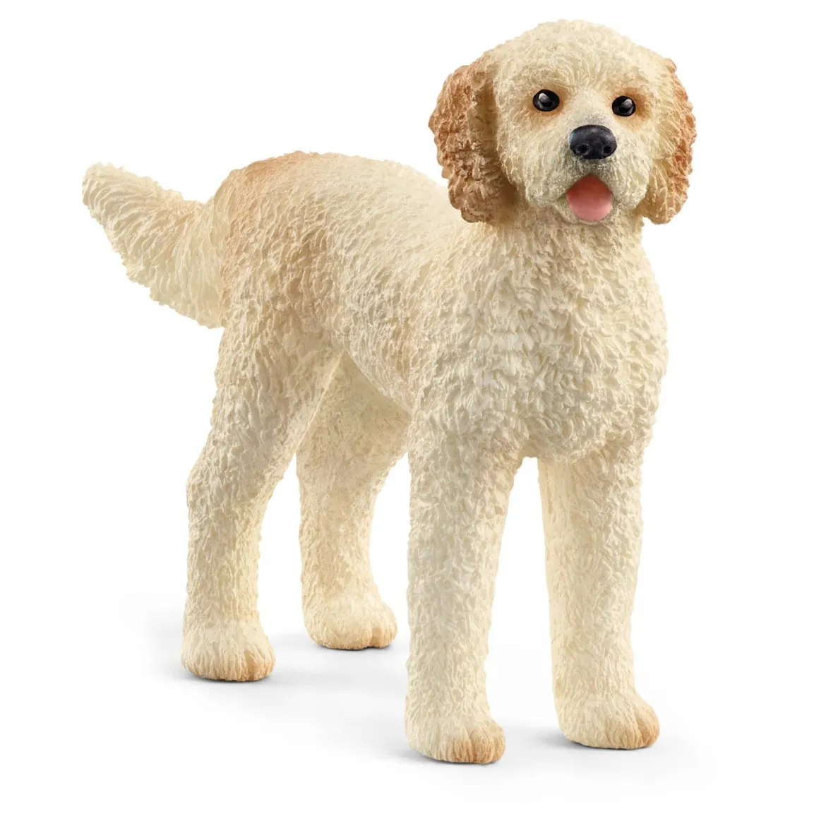 Chien Goldendoodle