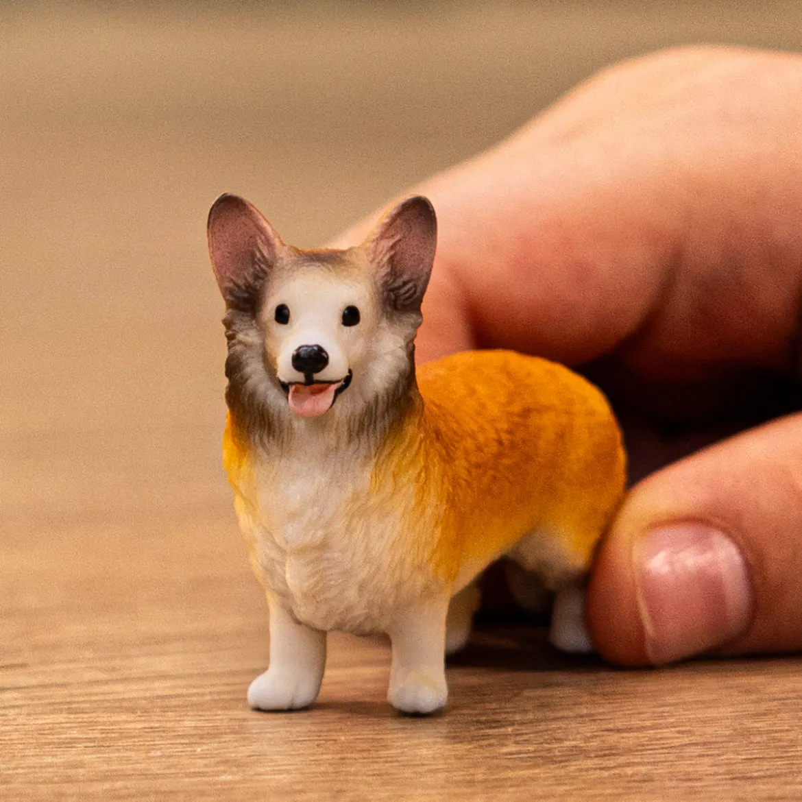 Chien Welsh Corgi