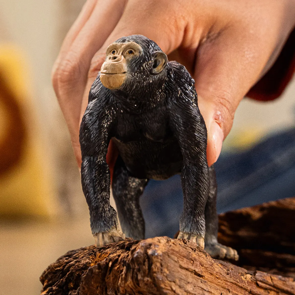 Chimpanzé