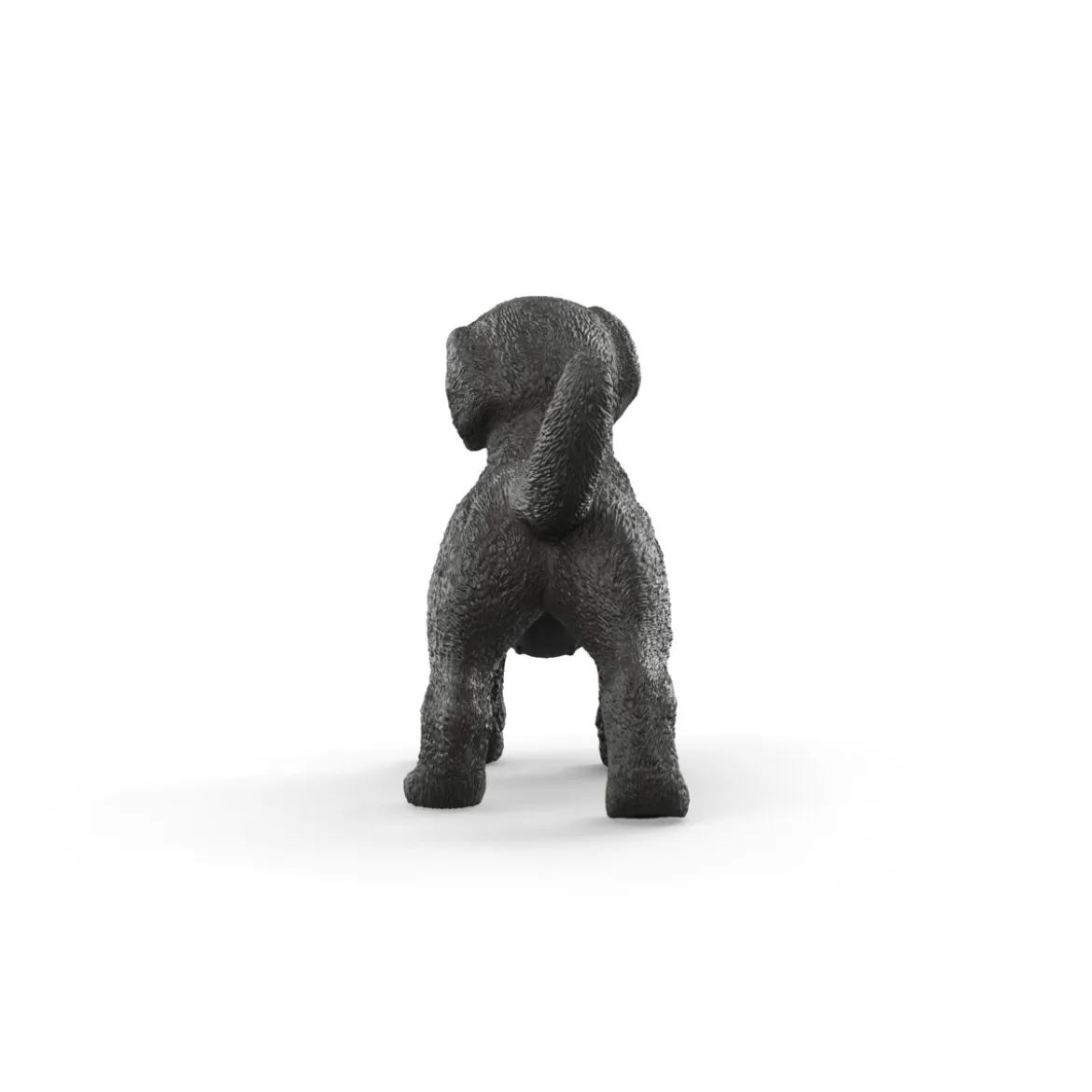 Chiot Labrador Retriever noir
