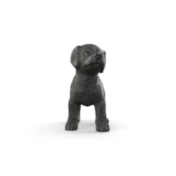 Chiot Labrador Retriever noir