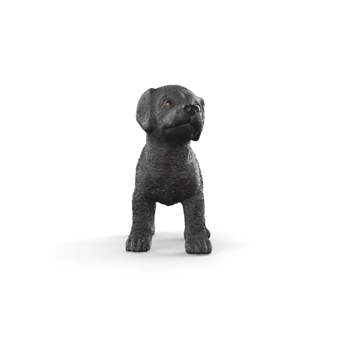 Chiot Labrador Retriever noir