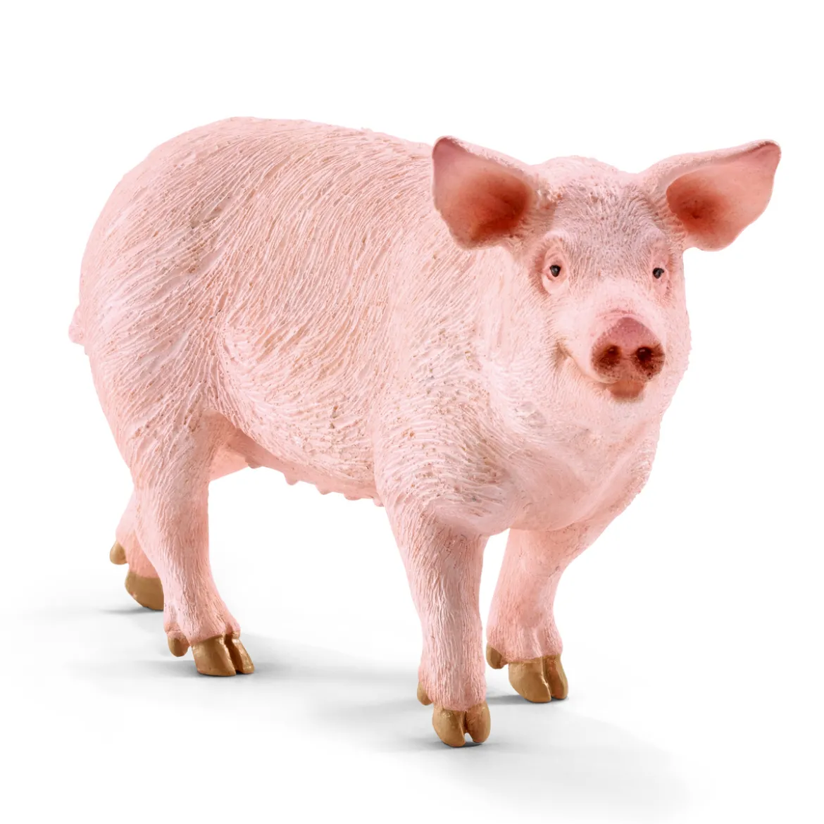 Cochon domestique