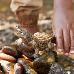 Crocodile