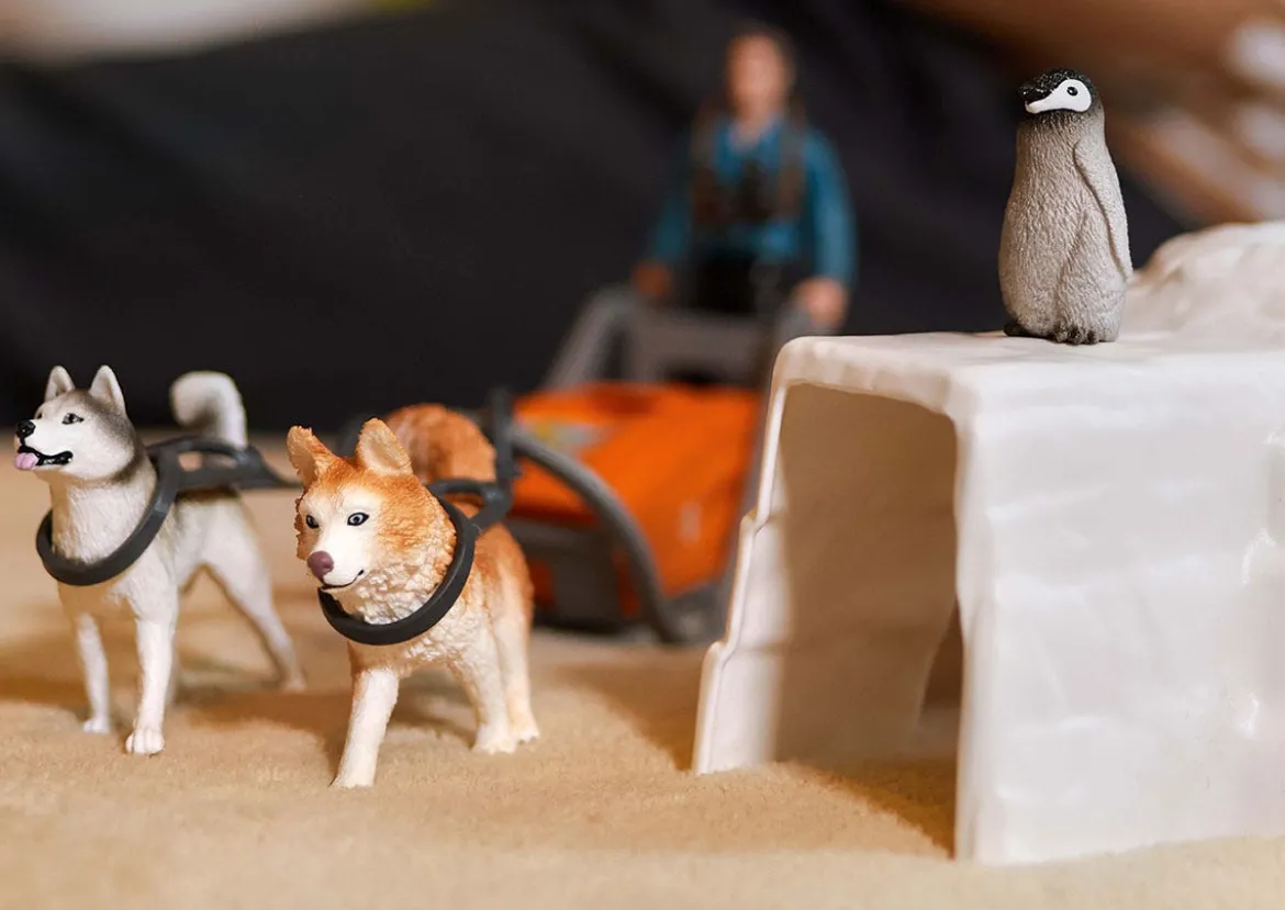 Expédition En Antarctique