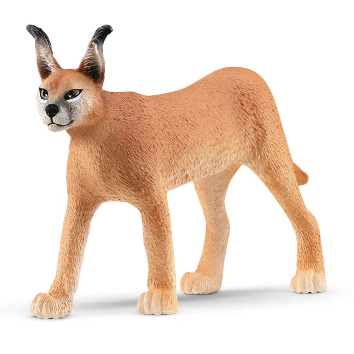Femelle Caracal