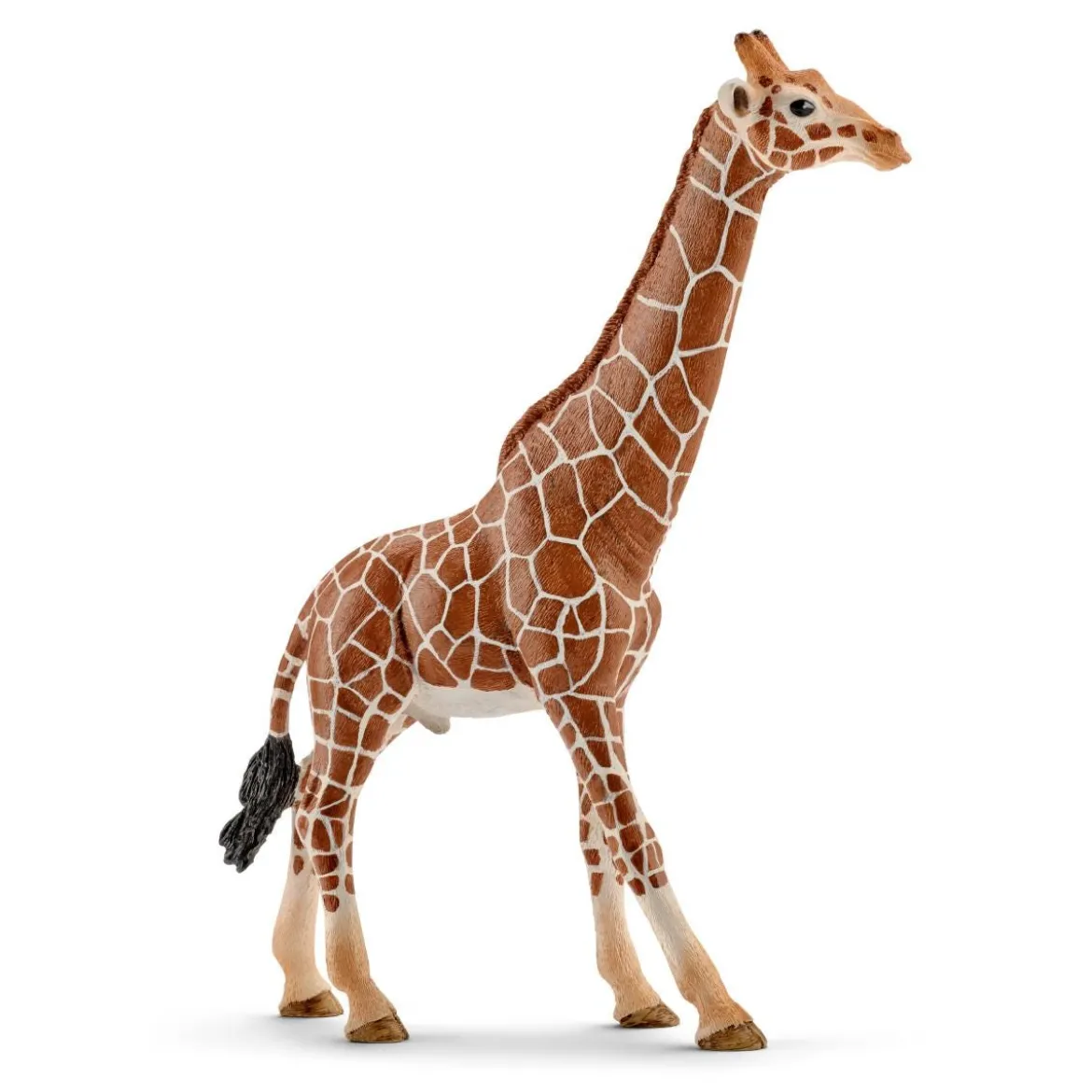 Girafe mâle