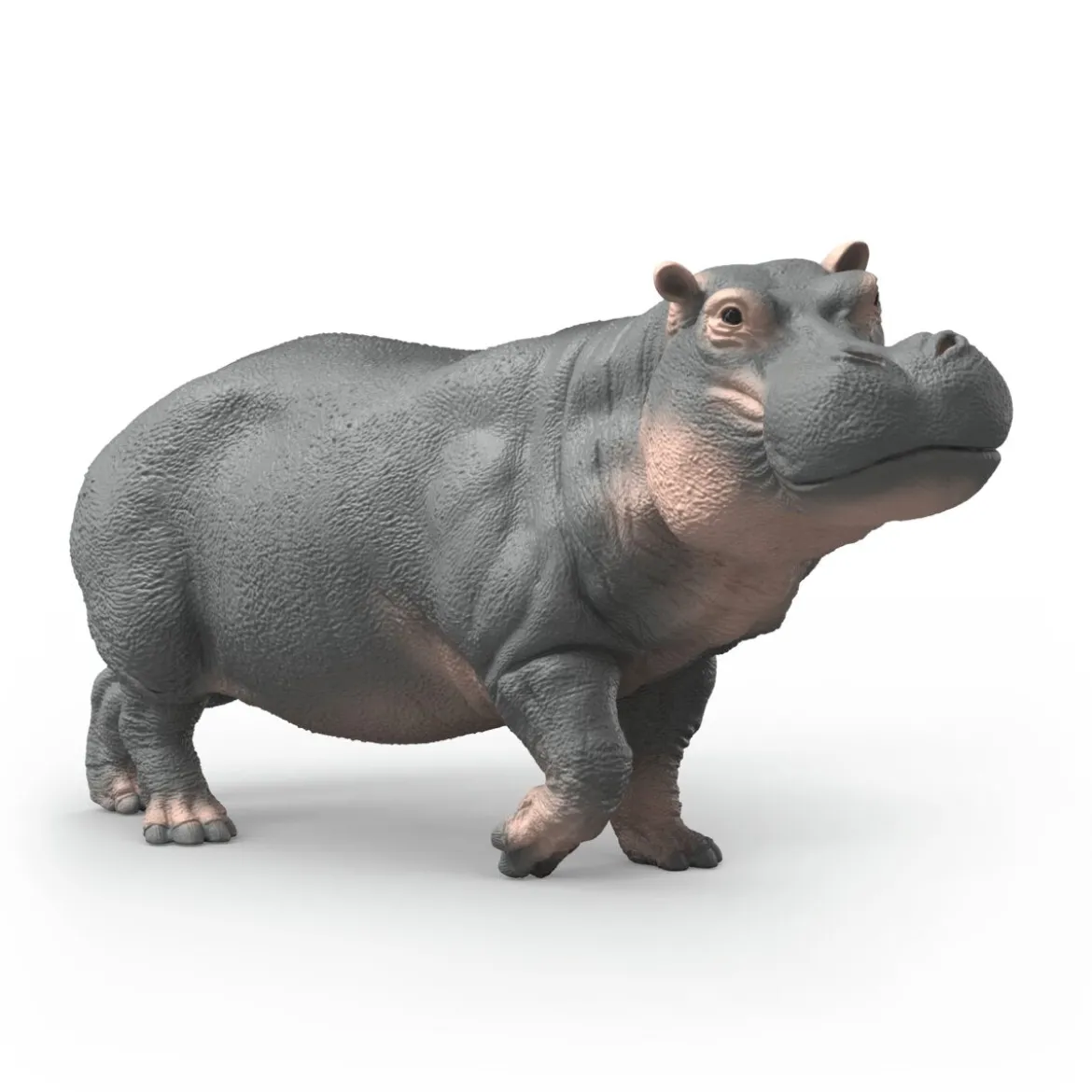 Hippopotame