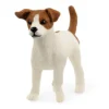 Jack Russell terrier