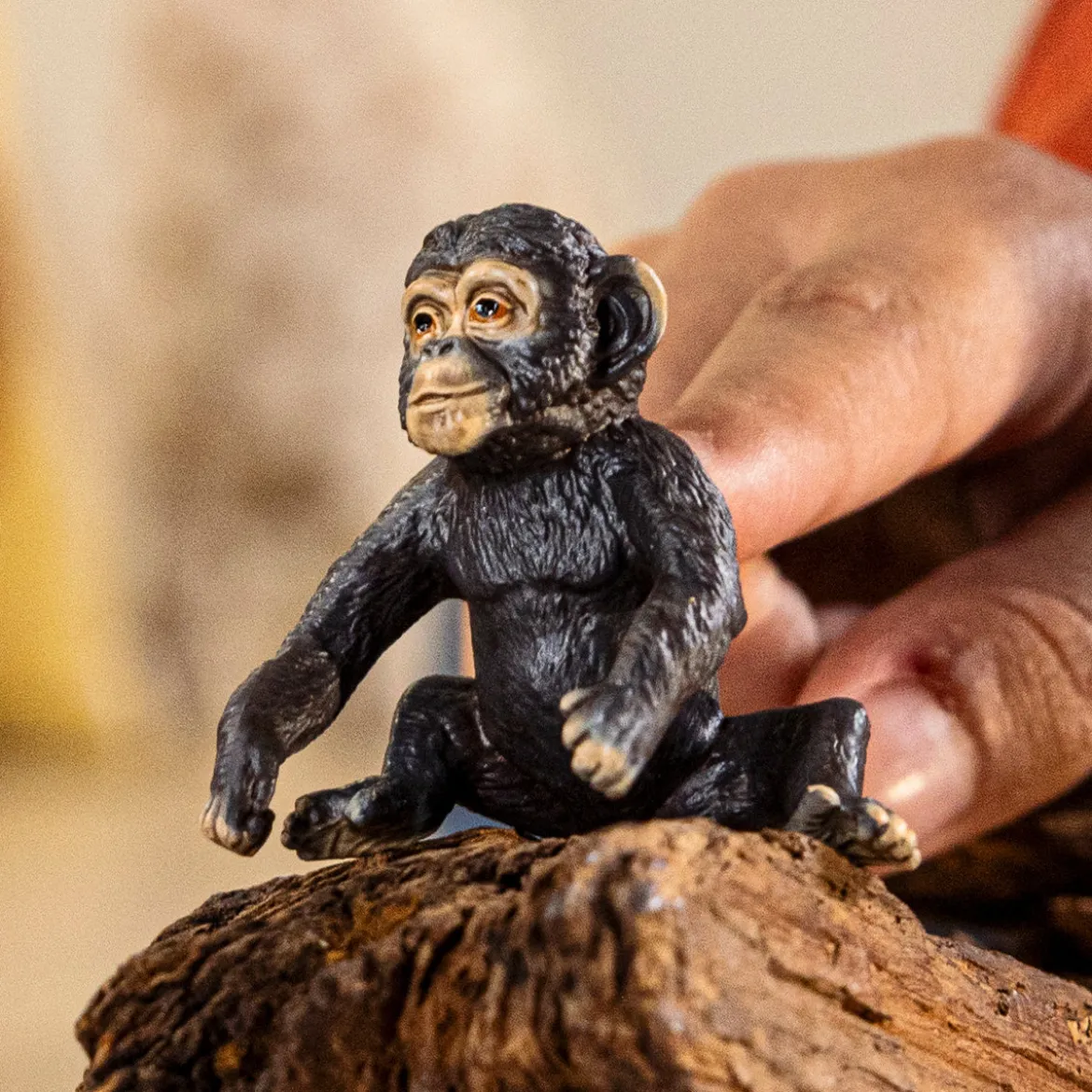 Jeune Chimpanzé
