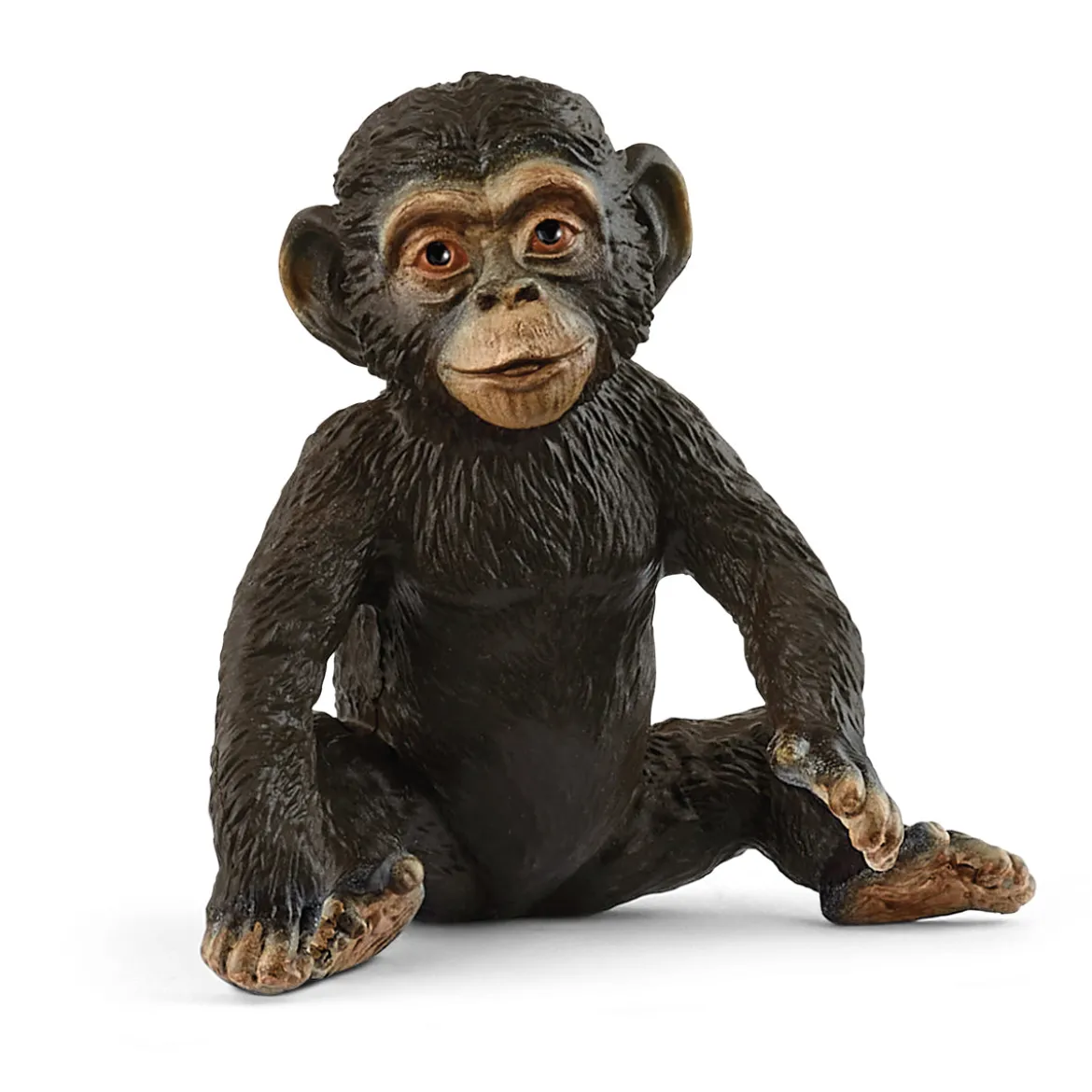 Jeune Chimpanzé