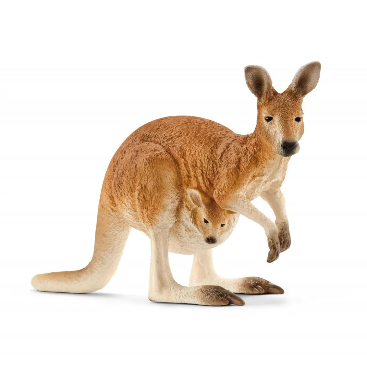 Kangourou