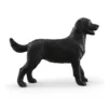 Labrador Retriever femelle noir
