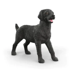 Labrador Retriever femelle noir