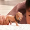 Lion d'Afrique