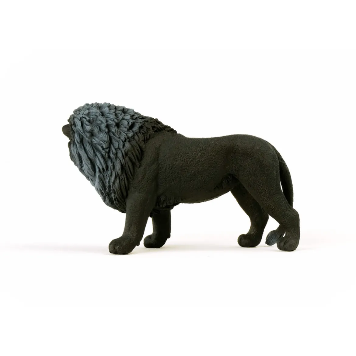 Lion noir, rugissant
