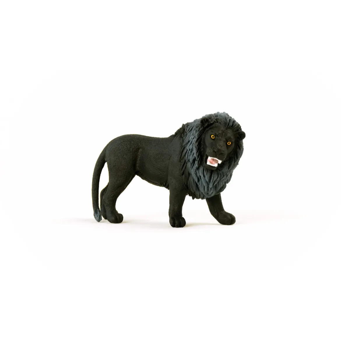 Lion noir, rugissant