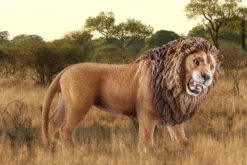 Lion rugissant
