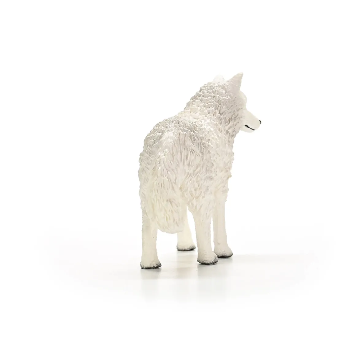 Loup Arctique