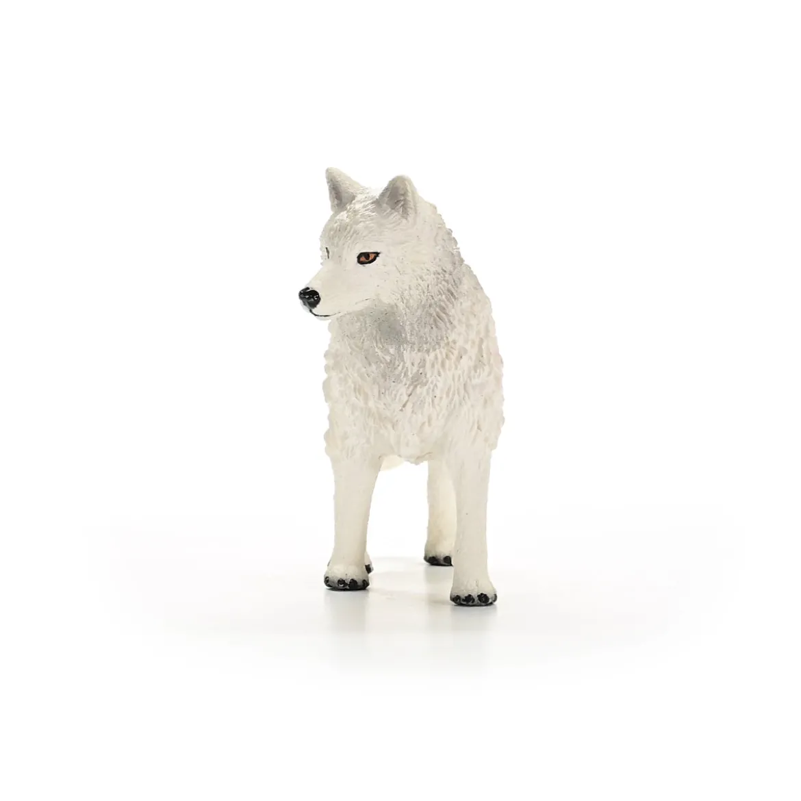 Loup Arctique