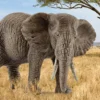 Éléphant d'Afrique femelle