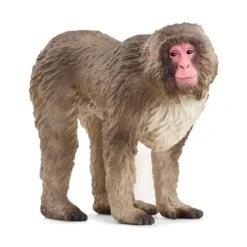 Macaque japonais