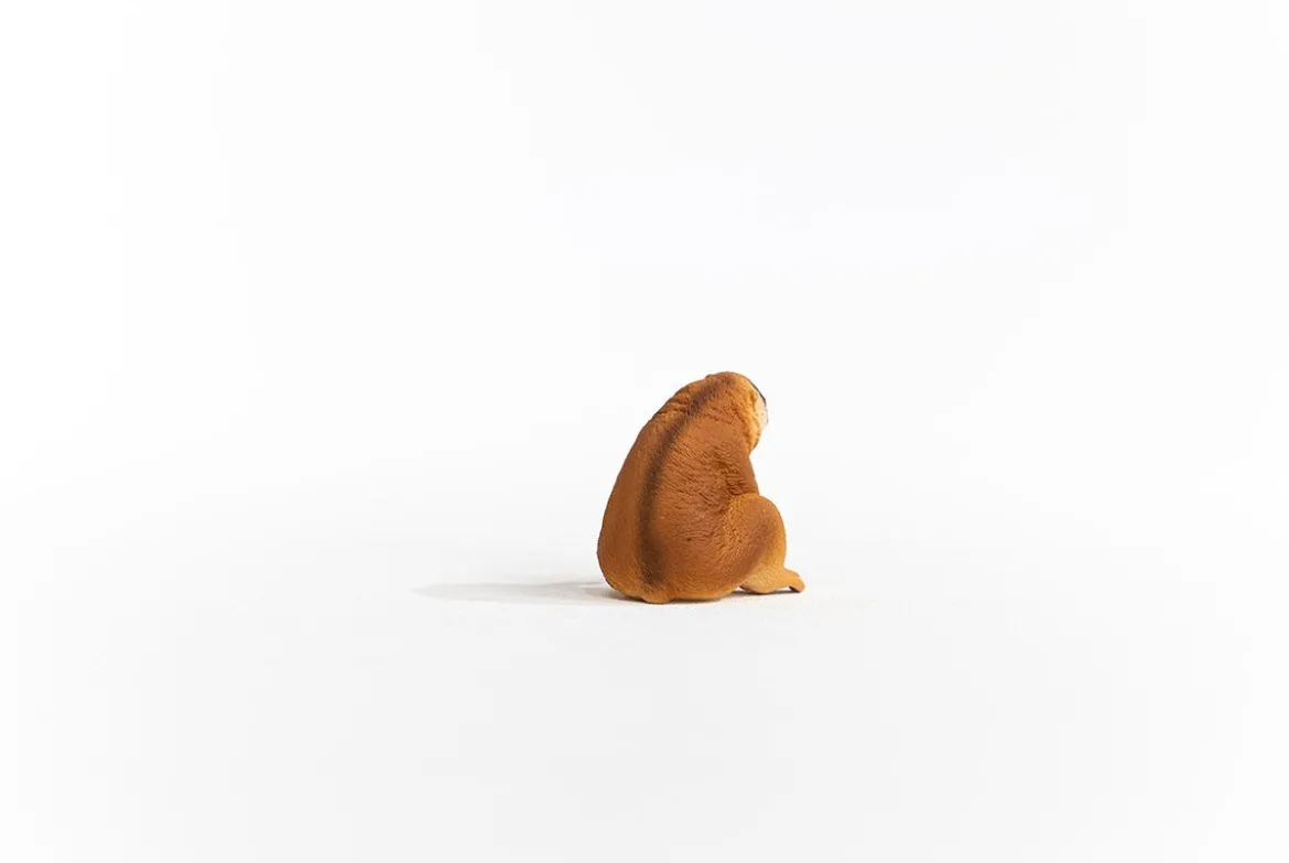 Nycticèbe
