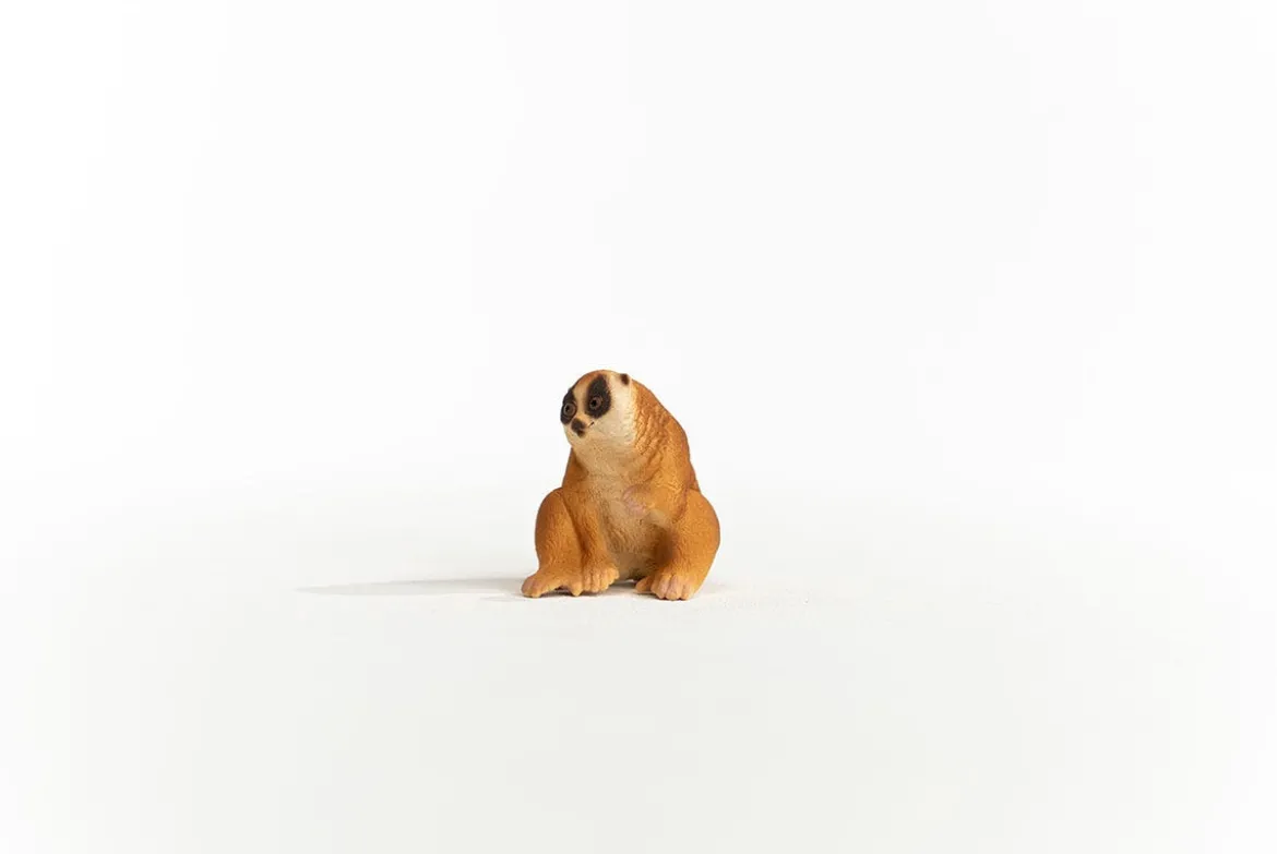 Nycticèbe