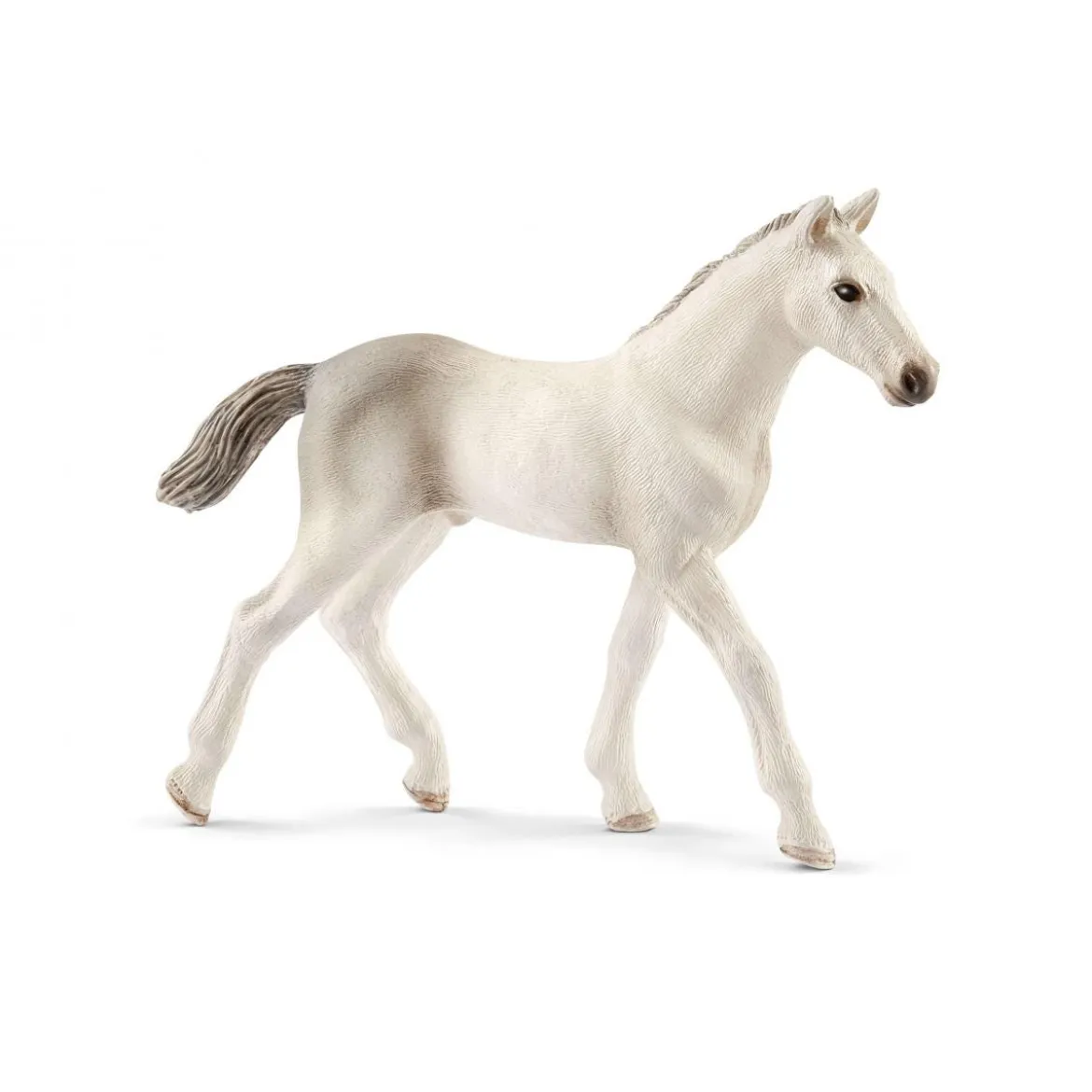 Poulain Holstein (Bundle)