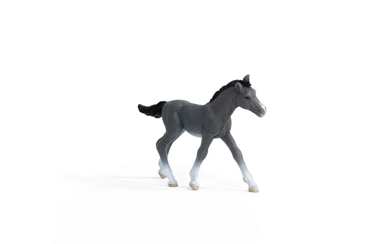 Poulain Trakehnen