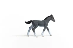 Poulain Trakehnen