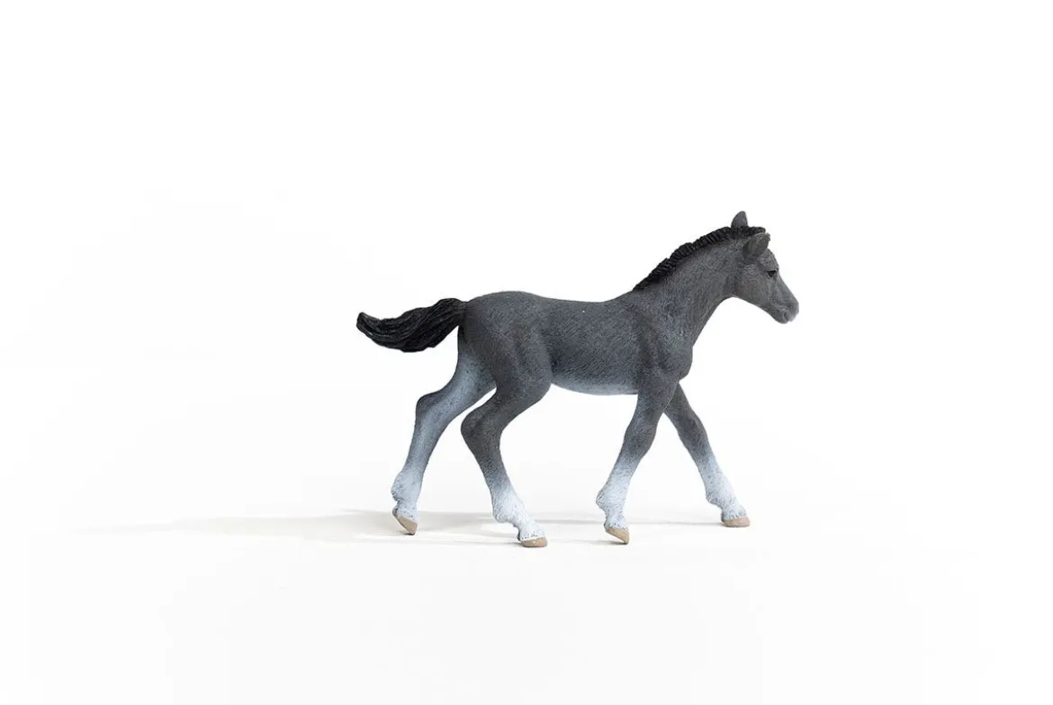 Poulain Trakehnen
