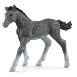 Poulain Trakehnen