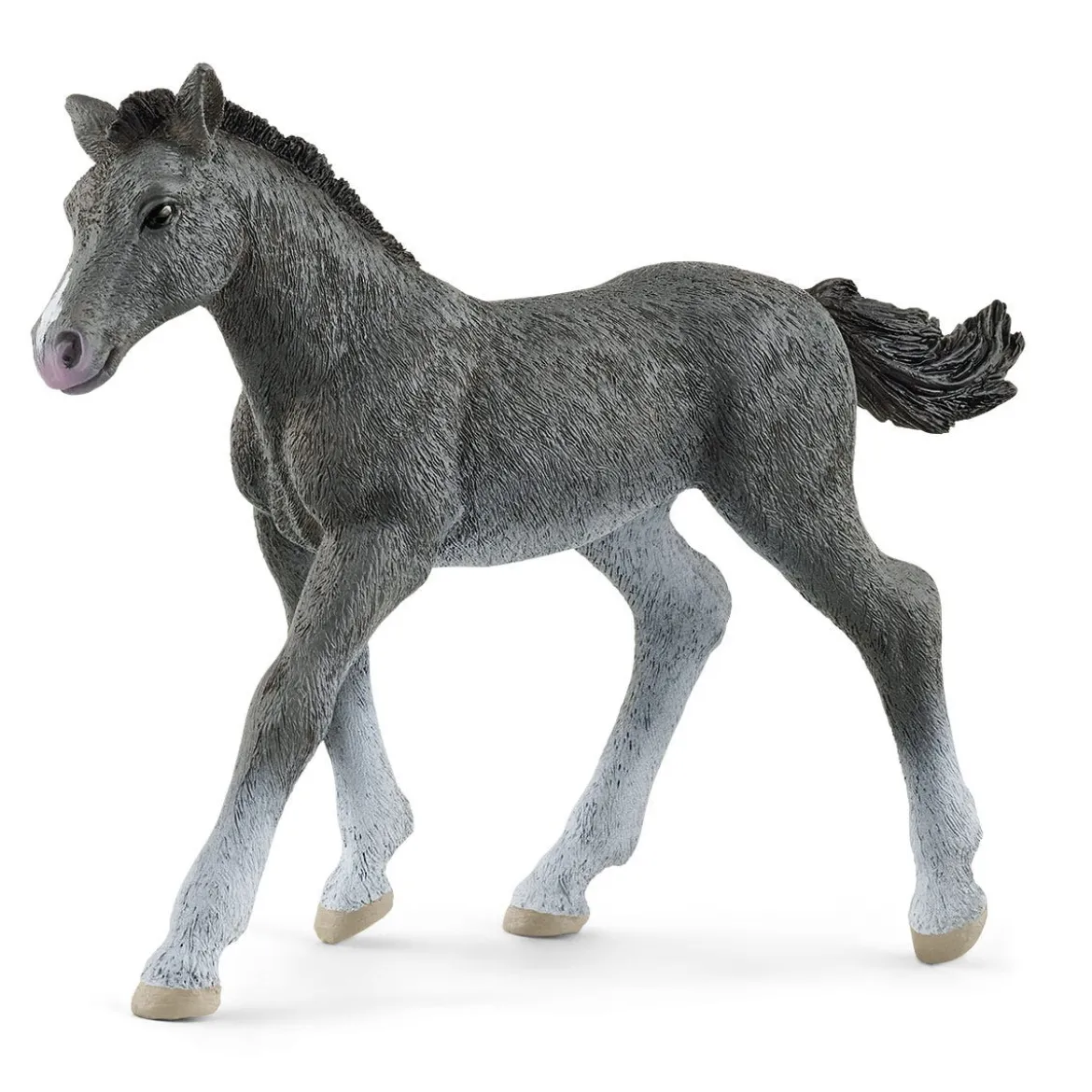 Poulain Trakehnen