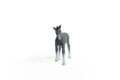 Poulain Trakehnen