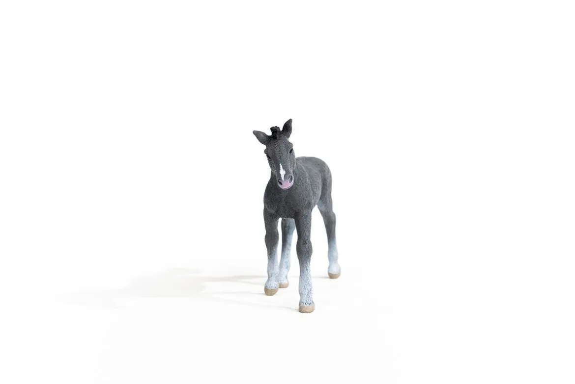 Poulain Trakehnen