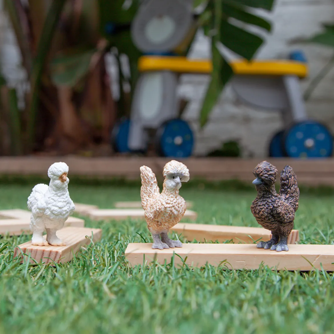 Poules Amies