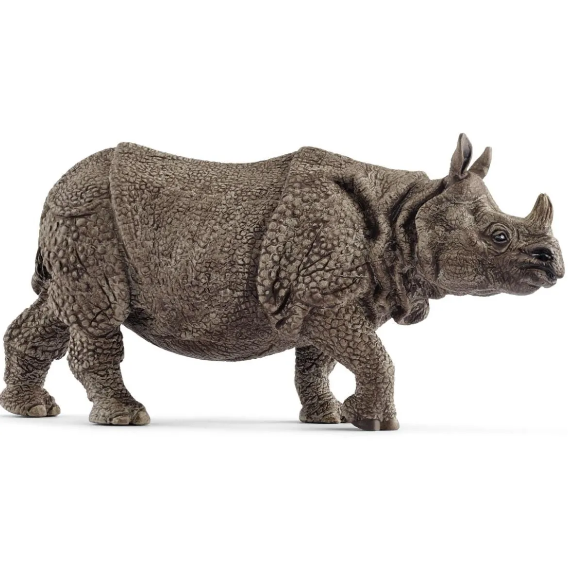 Rhinocéros indien