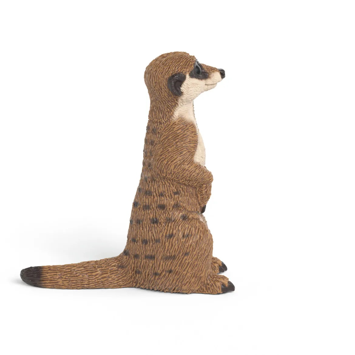 Suricate
