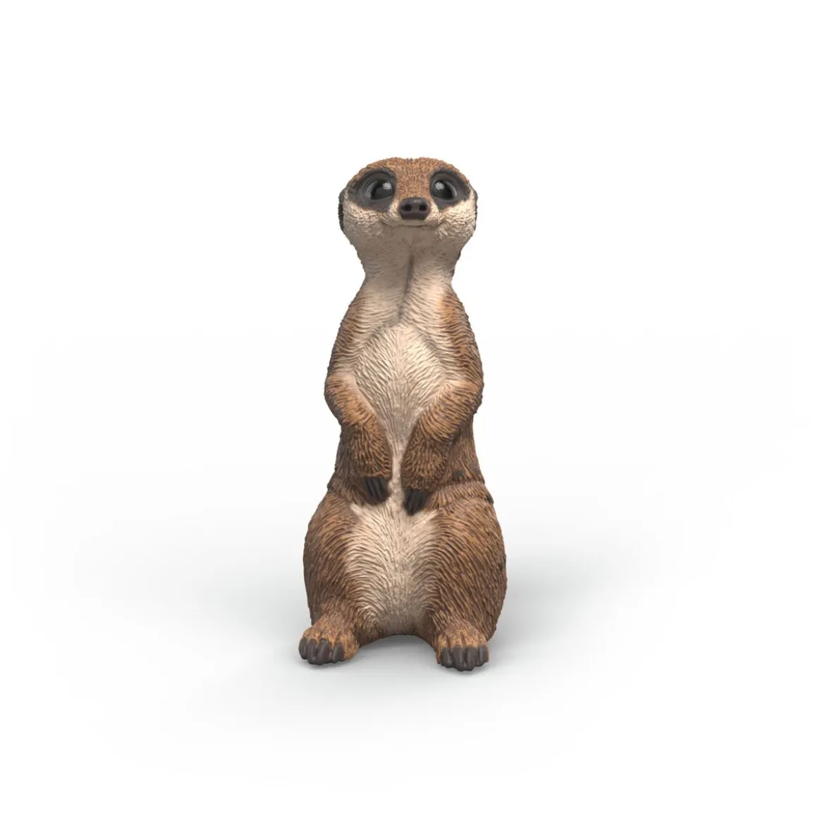 Suricate