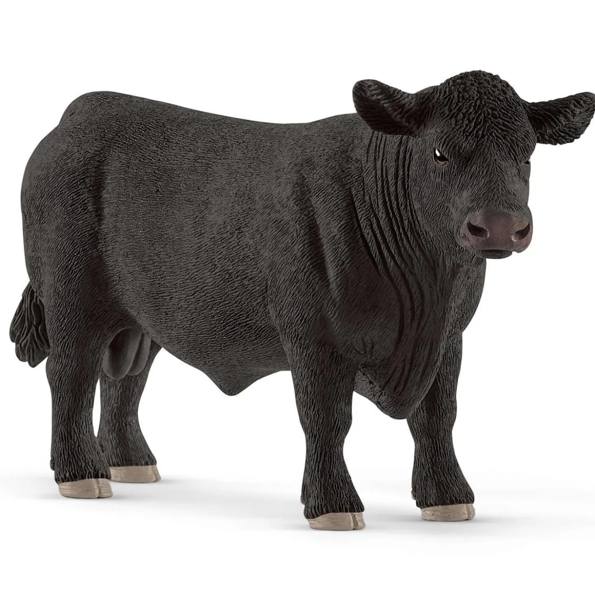 Taureau Angus