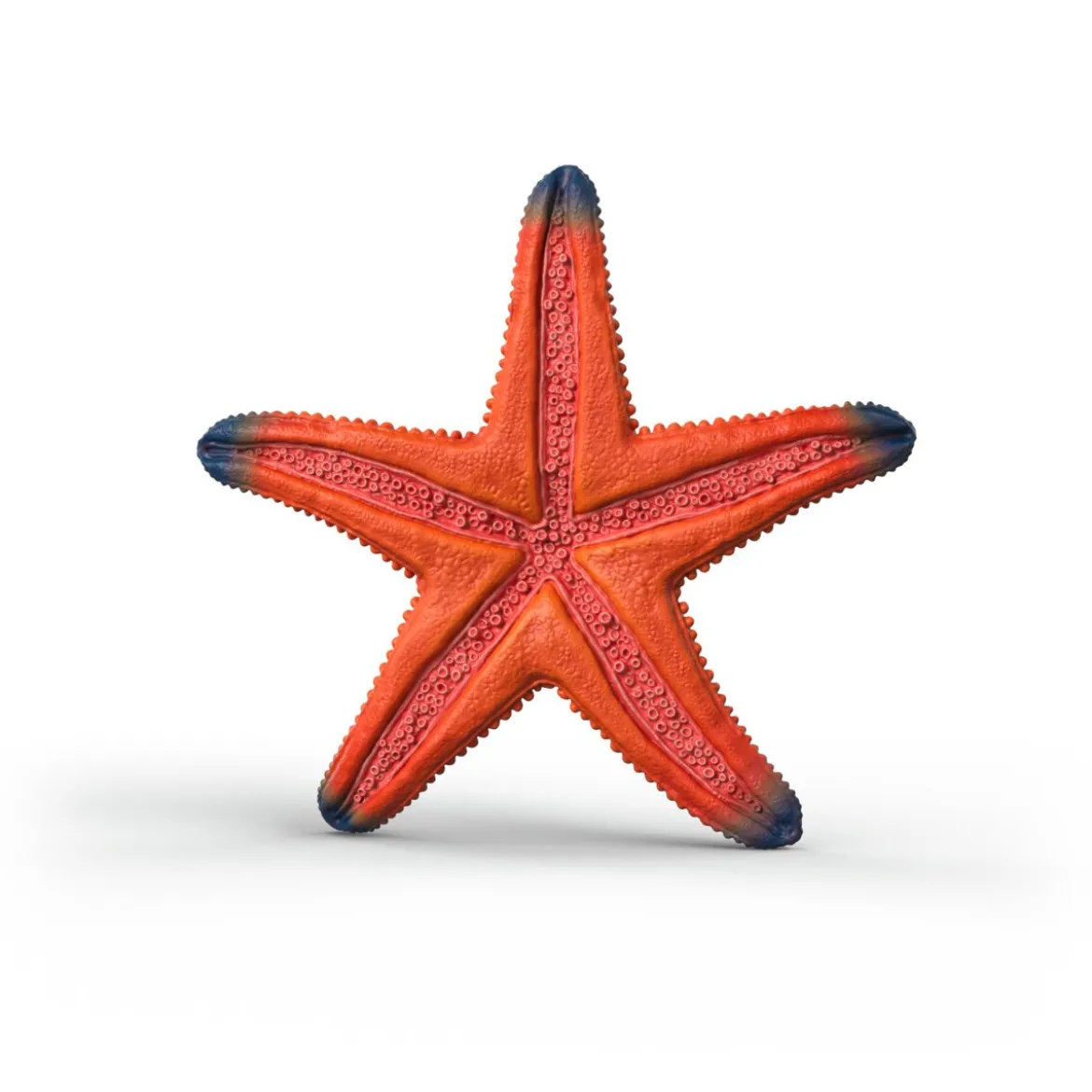 Étoile de mer changeant de couleur