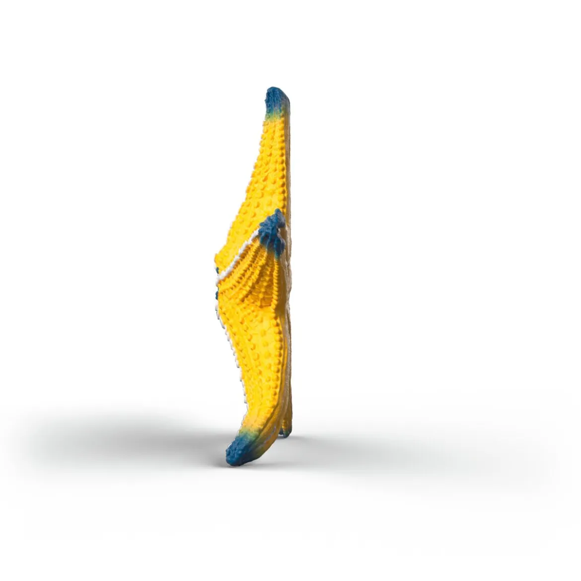 Étoile de mer changeant de couleur